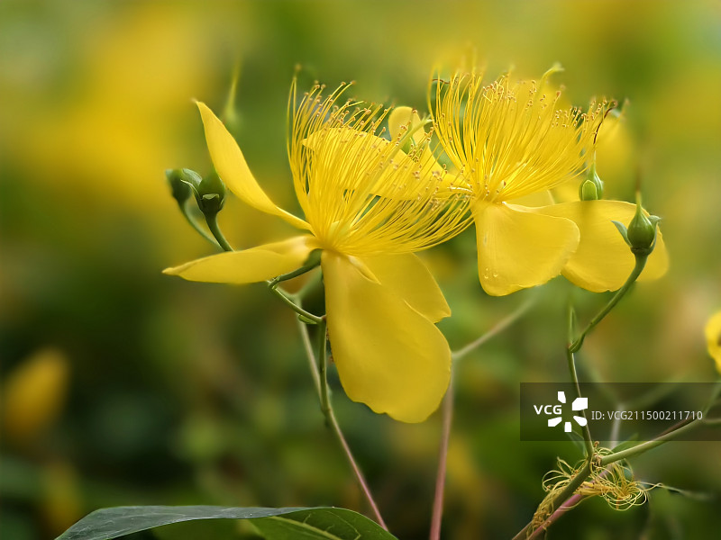 金丝桃图片素材