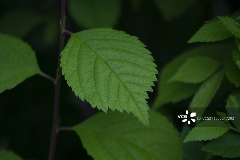 绿叶聚焦特写图片素材