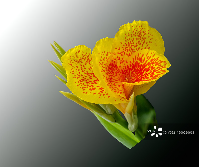 美人蕉,芭蕉花,渐变背景,特写,素材图片素材