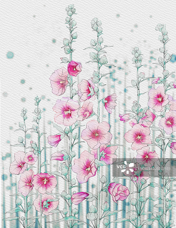 如今正是蜀葵时图片素材