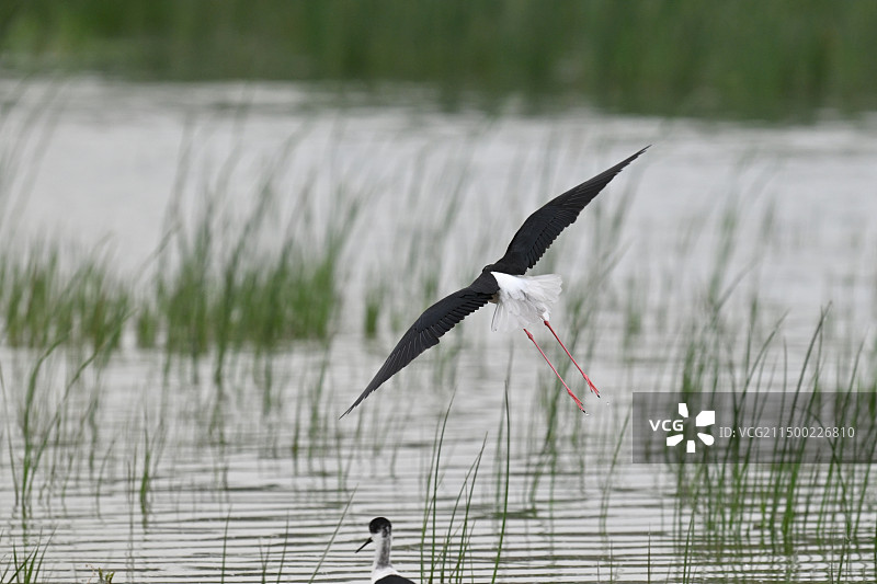 黑翅长脚鹬图片素材