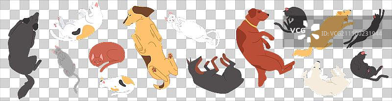 可爱的睡着的宠物猫狗俯视图图片素材