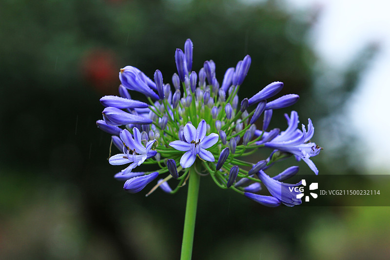 雨后欧石竹花图片素材