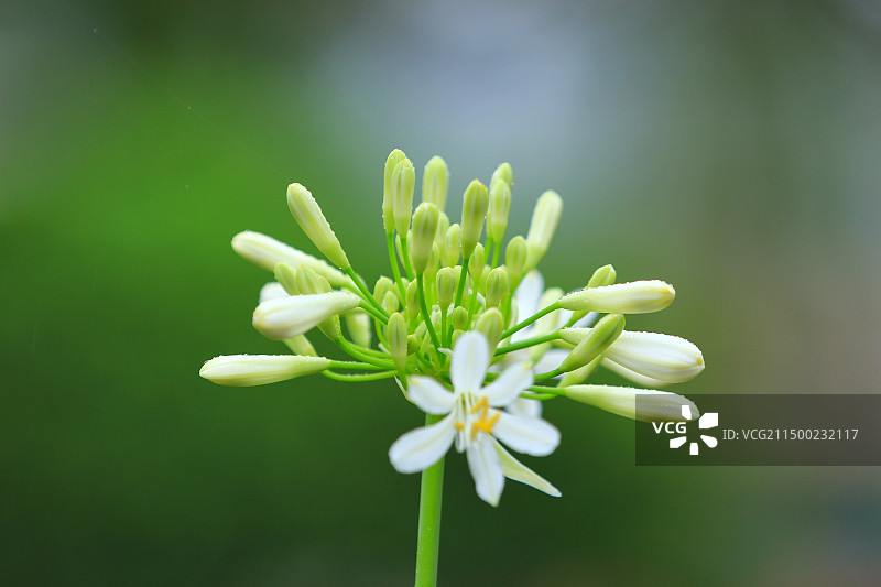雨后欧石竹花图片素材
