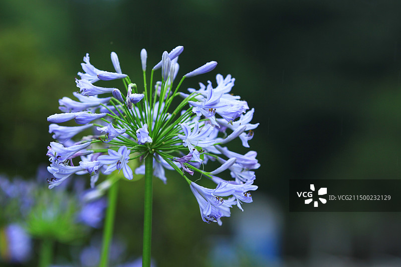 雨后欧石竹花图片素材