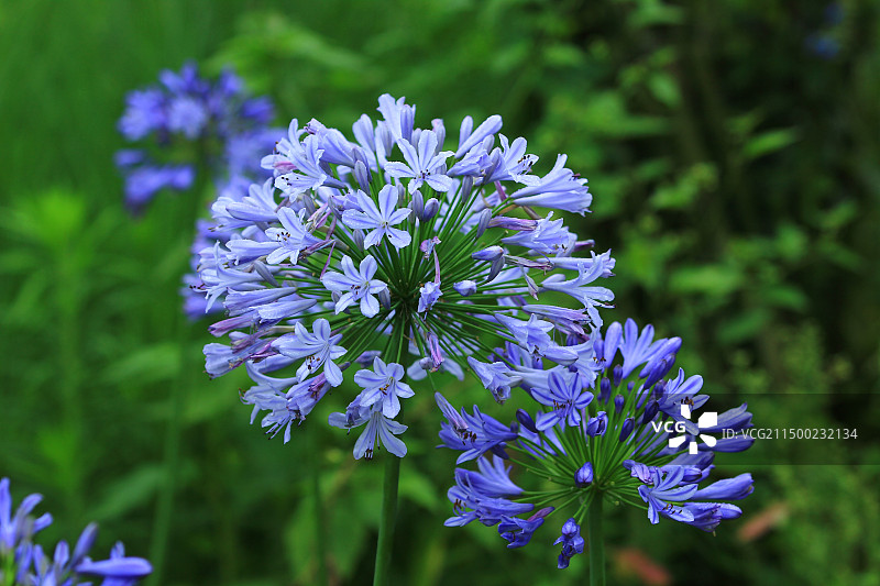 雨后欧石竹花图片素材