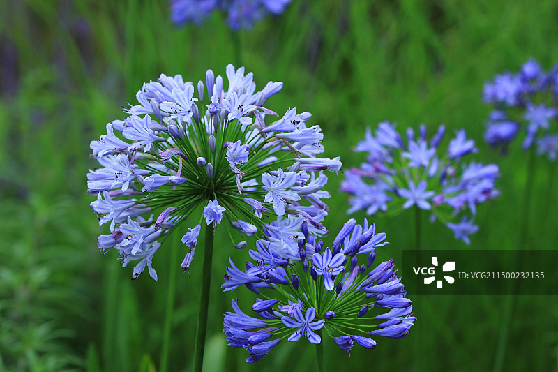 雨后欧石竹花图片素材