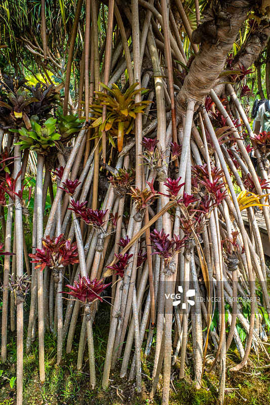 自然界露兜树特写图片素材