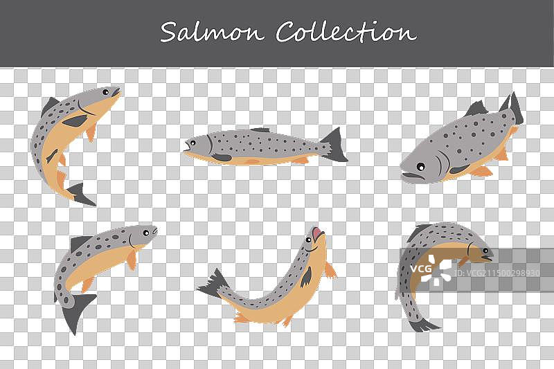 不同姿势的三文鱼合集图片素材