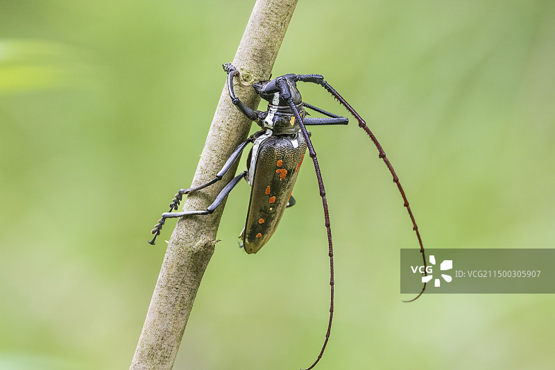 天牛铁牯牛铁骨牛写真图片素材