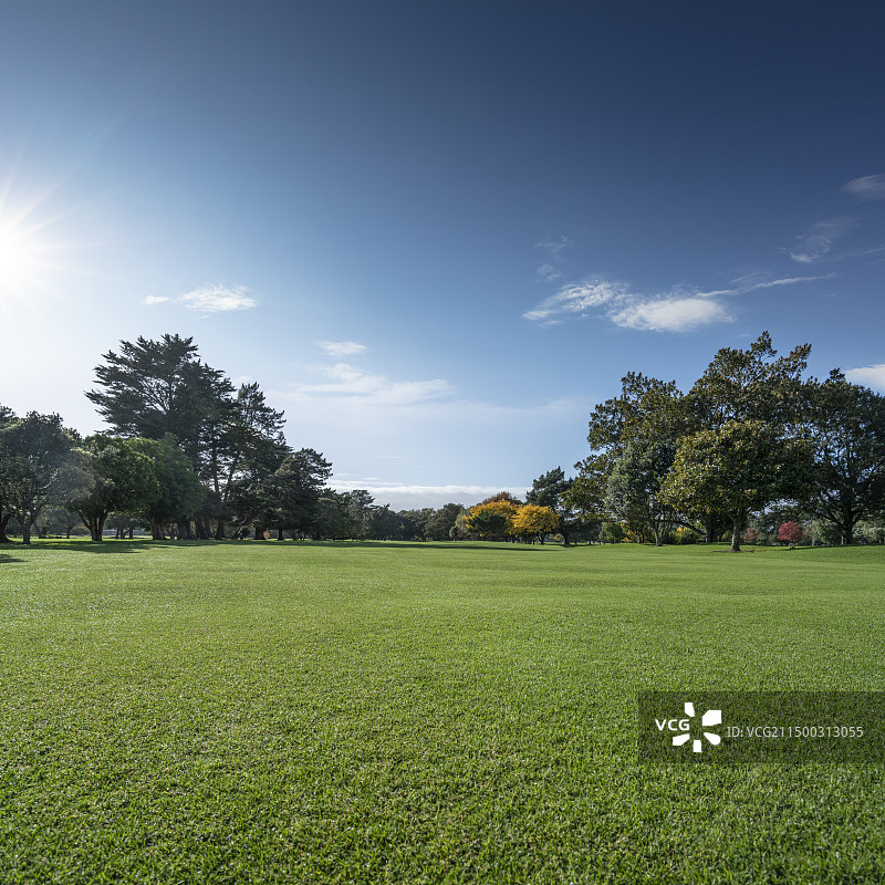 夏天广阔的草地草坪和绿色茂盛的树图片素材