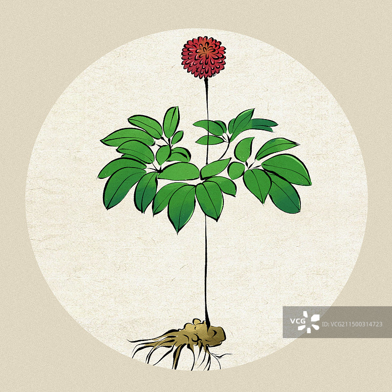 三七花手绘插画元素图片素材