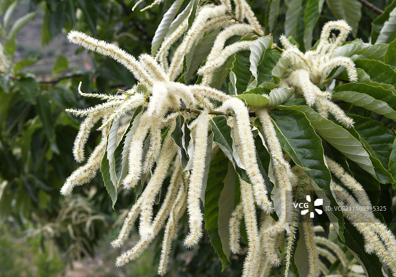 山东枣庄万亩板栗园淡黄色的雄性板栗花挂满枝头图片素材