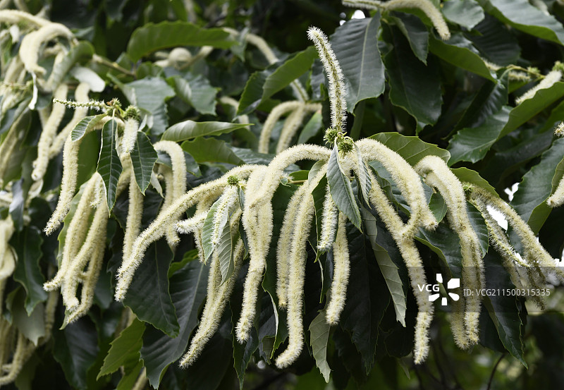 山东枣庄万亩板栗园淡黄色的雄性板栗花挂满枝头图片素材