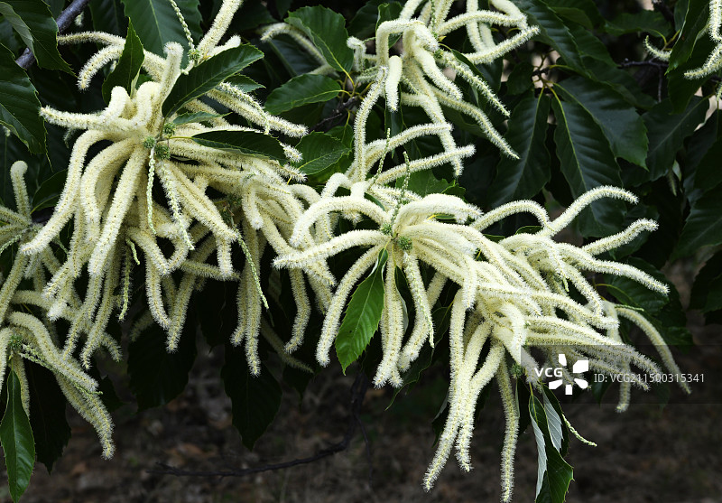 山东枣庄万亩板栗园淡黄色的雄性板栗花挂满枝头图片素材