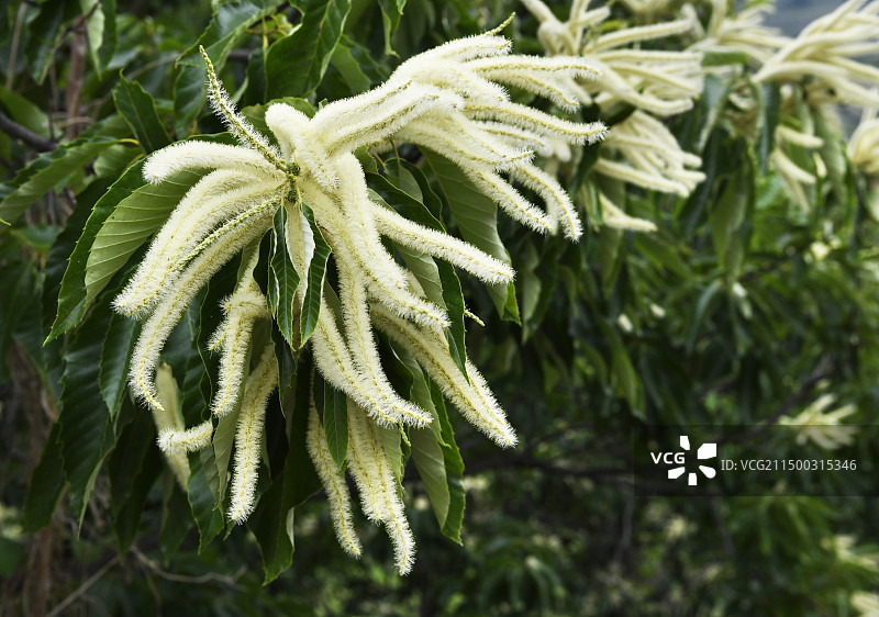 山东枣庄万亩板栗园淡黄色的雄性板栗花挂满枝头图片素材