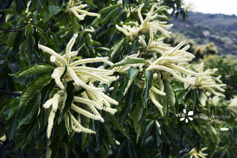 山东枣庄万亩板栗园淡黄色的雄性板栗花挂满枝头图片素材