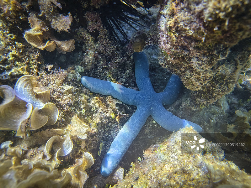 水底的蓝色海星图片素材
