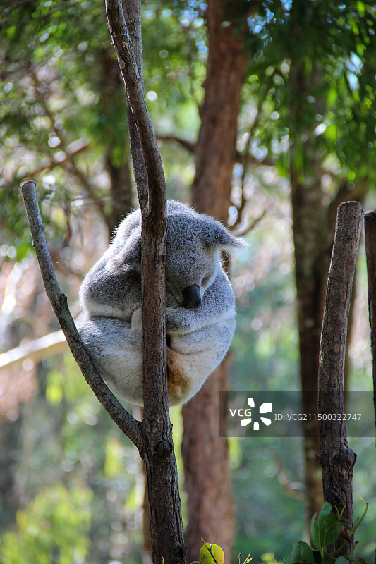 树上的考拉图片素材