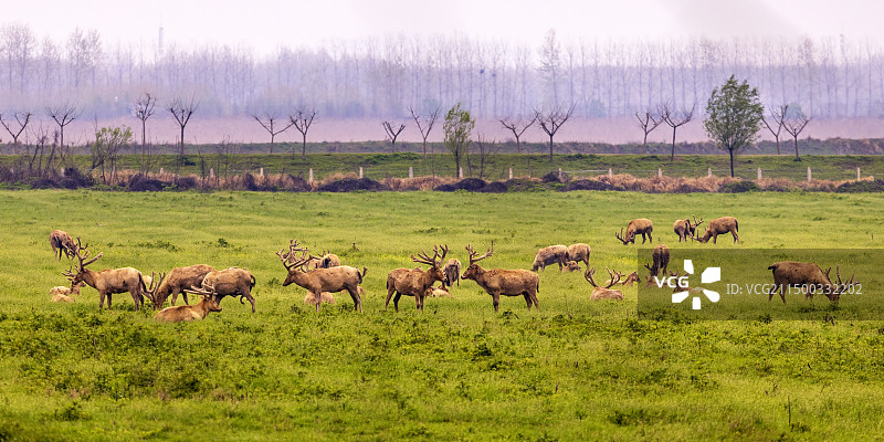 石首野生麋鹿群图片素材
