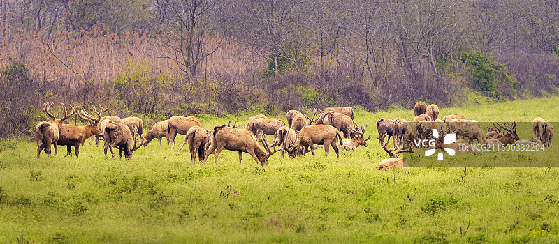 石首野生麋鹿群图片素材