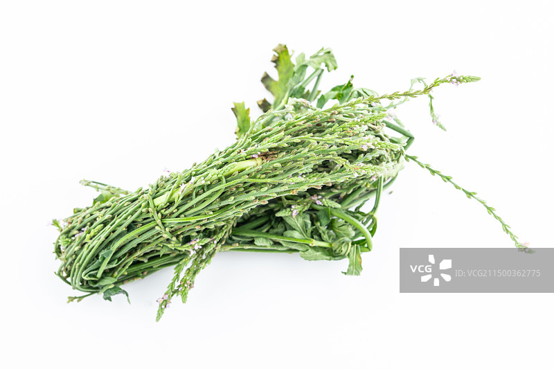 新鲜中草药马鞭草图片素材