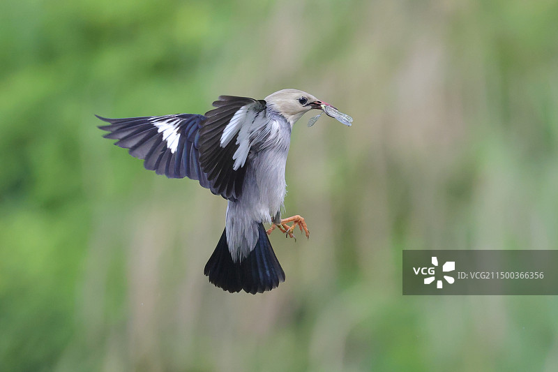 丝光椋鸟捕虫忙图片素材