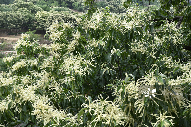 山东枣庄山亭区徐庄镇万亩板栗园花绽枝头图片素材