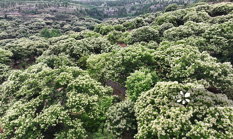 山东枣庄山亭区徐庄镇万亩板栗园花绽枝头图片素材