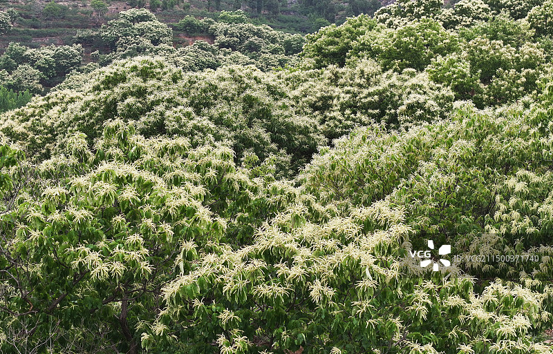 山东枣庄山亭区徐庄镇万亩板栗园花绽枝头图片素材