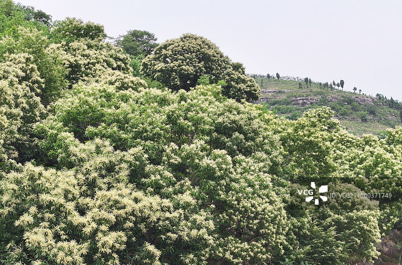 山东枣庄山亭区徐庄镇万亩板栗园花绽枝头图片素材