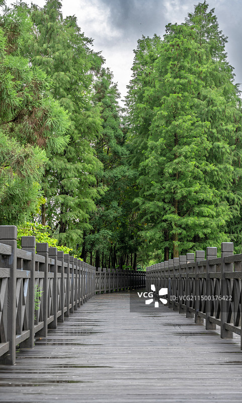 海珠湖的栈道与松树图片素材