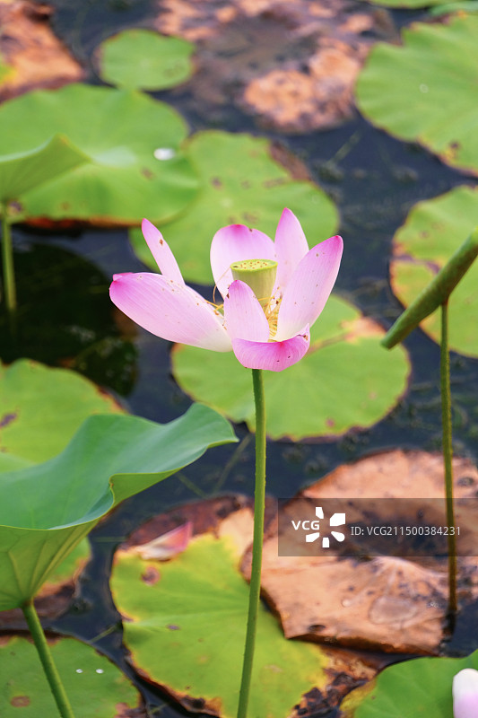 合肥包公园图片素材