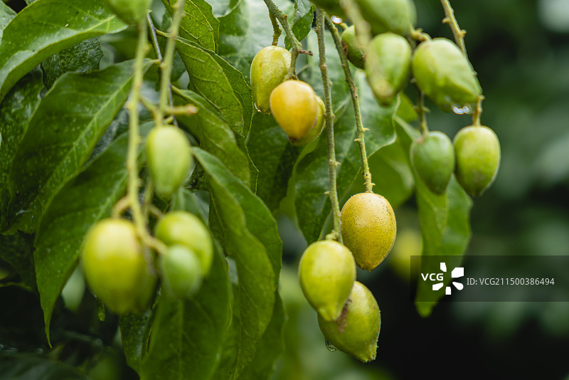 果园水果黄皮图片素材