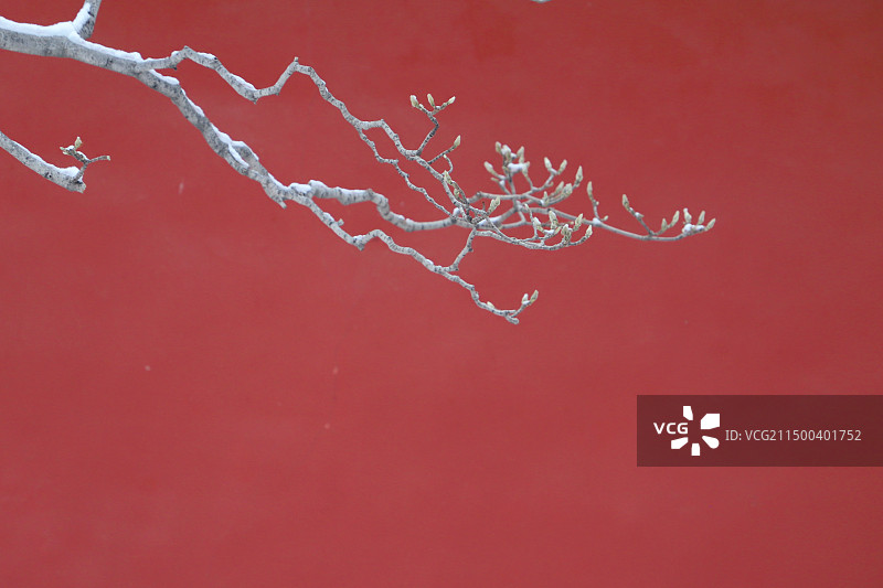 下雪天红墙的树枝落满了雪图片素材