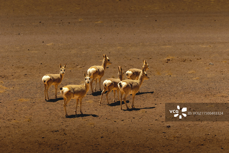 藏原羚群图片素材