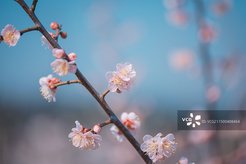 江西省赣州市大余县梅岭绽放的梅花图片素材