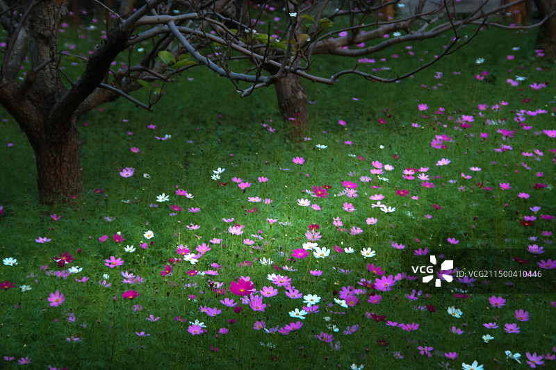 美丽的格桑花图片素材