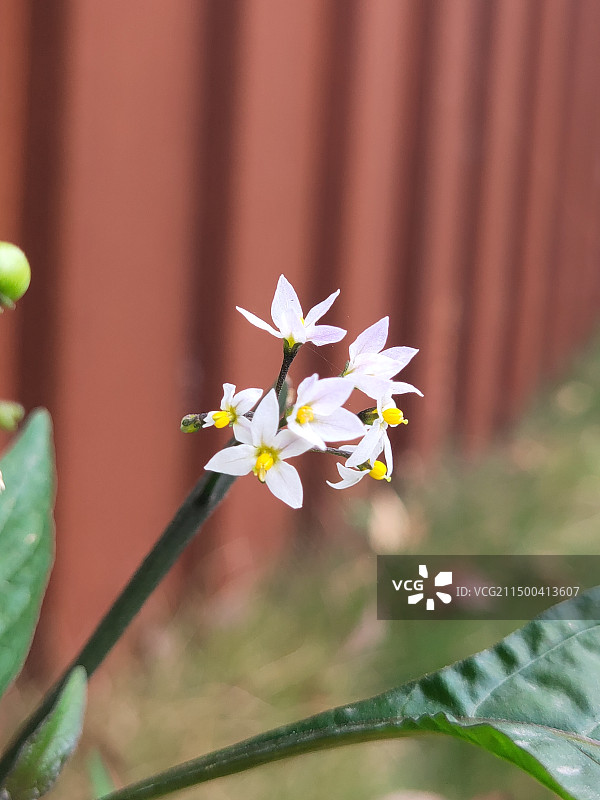 中草药龙葵特写图片素材