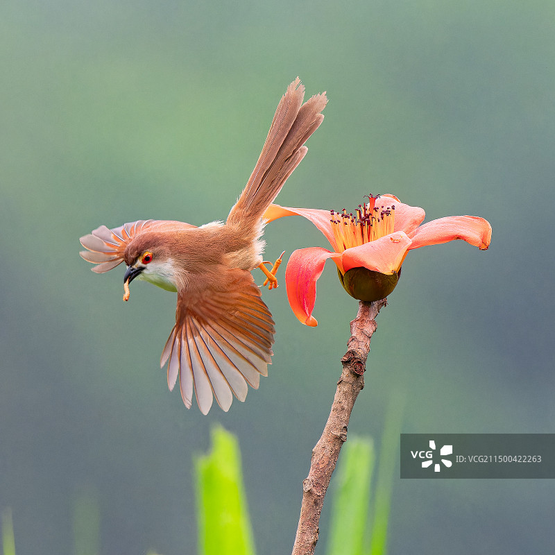 金眼雀鹛图片素材