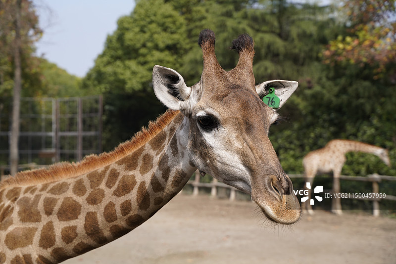 上海野生动物园图片素材
