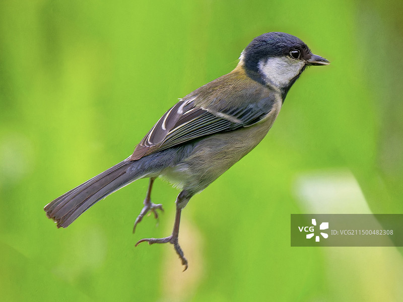 大山雀的蹦极跳图片素材