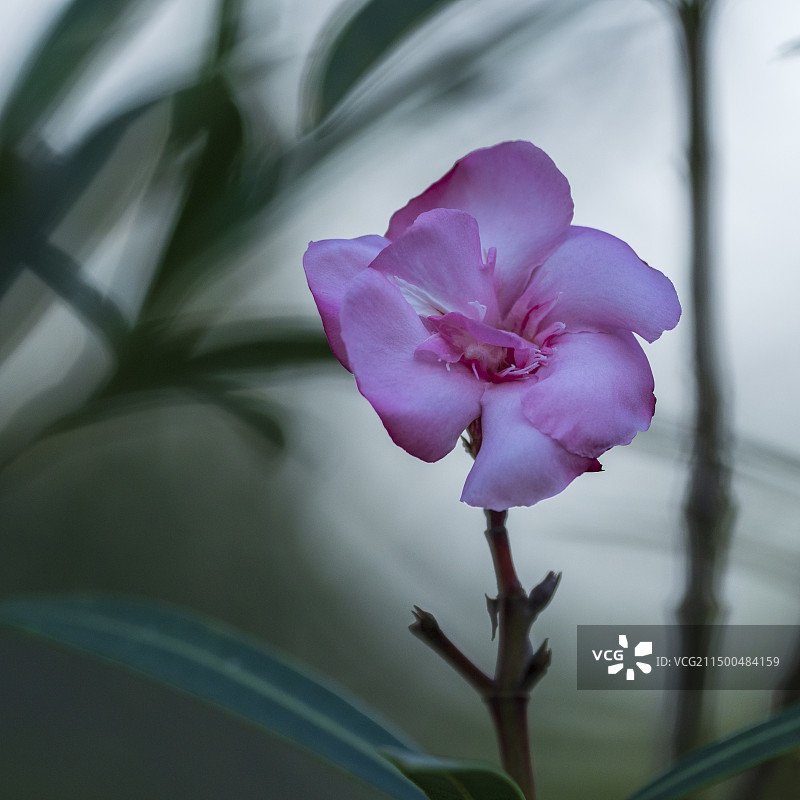 夹竹花图片素材