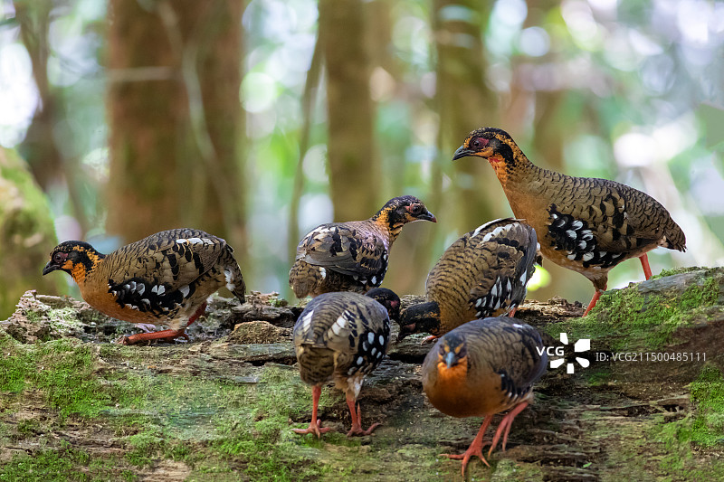 赤胸山鹧鸪 Red-breasted Partridge图片素材