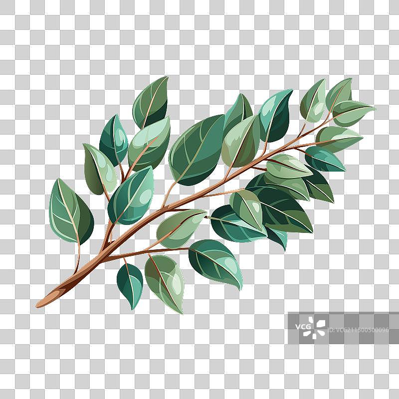 白色背景上的绿色春季树枝图片素材