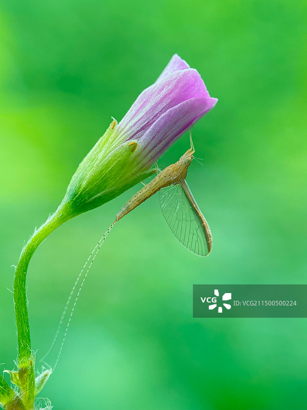 蜉蝣观花图片素材