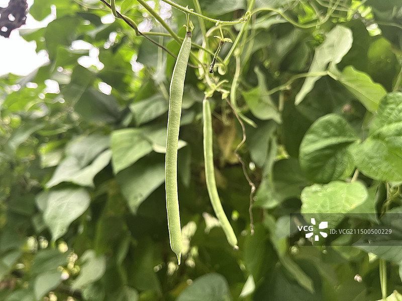 四季豆豆角图片素材