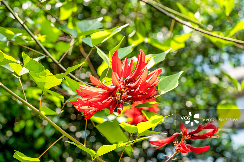 园林乔木刺桐树红色的花图片素材