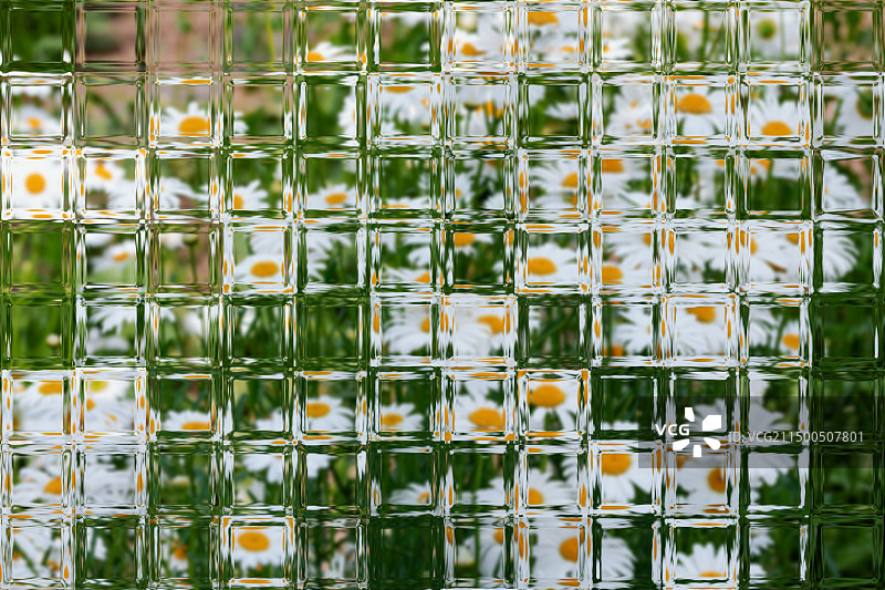 "送你一片小雏菊 在初夏的微风里"图片素材