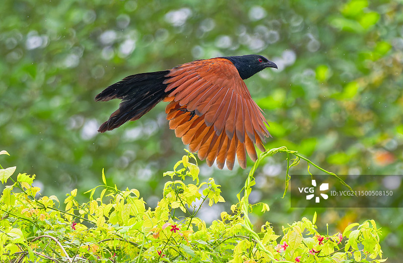 褐趐鸦鹃图片素材
